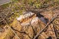 cleared forest outdoor scenery south Germany Royalty Free Stock Photo