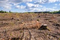 cleared forest outdoor scenery south Germany Royalty Free Stock Photo