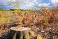 cleared forest outdoor scenery south Germany Royalty Free Stock Photo