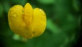 the clearest dew on a yellow flower Royalty Free Stock Photo