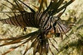 Clearfin lionfish