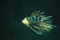 Clearfin lionfish