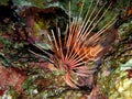 Clearfin Lionfish Hunting Royalty Free Stock Photo