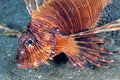 Clearfin Lionfish, Lembeh, North Sulawesi, Indonesia Royalty Free Stock Photo