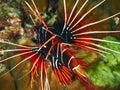 Clearfin Lionfish Royalty Free Stock Photo