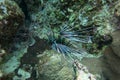 Clearfin Lionfish over coral reef in the Red Sea, Egypt. Pterois Radiata dark form of coloring. Tailbar Lionfish,Fireworks Fish, Royalty Free Stock Photo