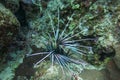 Clearfin Lionfish over coral reef in the Red Sea, Egypt. Pterois Radiata dark form of coloring. Tailbar Lionfish,Fireworks Fish, Royalty Free Stock Photo