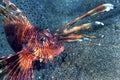 Clearfin Lionfish, Lembeh, North Sulawesi, Indonesia