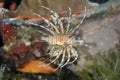 Clearfin lionfish (pterois radiata) Royalty Free Stock Photo