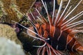 Clearfin Lionfish Pterois radiata