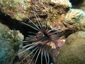 Clearfin Lionfish Pterois radiata in the Red Sea
