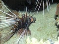 Clearfin Lionfish Pterois radiata in the Red Sea