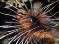 Clearfin Lionfish Pterois radiata in the Red Sea