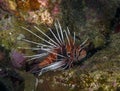 A Clearfin Lionfish (Pterois radiata) in the Red Sea