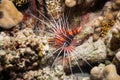 Clearfin Lionfish Royalty Free Stock Photo