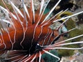 Clearfin Lionfish Pterois radiata in the Red Sea