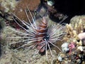 Clearfin Lionfish Pterois radiata in the Red Sea