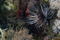 Clearfin Lionfish Pterois radiata in the Red Sea