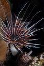 Clearfin Lionfish Royalty Free Stock Photo