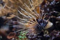 Clearfin lionfish (Pterois radiata).