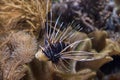 Clearfin lionfish Royalty Free Stock Photo