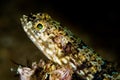 clearfin lizardfish fish Royalty Free Stock Photo