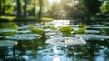 Clearing Algae and Watercress From a Serene Pond Under the Warm Sunlight Royalty Free Stock Photo