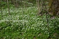 Clearing of a blossoming anemony dubravny Royalty Free Stock Photo