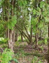 Clearing of cedar trees fallen dead leaves