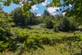 A clearing with dense thickets of ferns in the forest under the branches of green oak Royalty Free Stock Photo