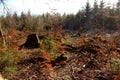 A clearing with felled trees in the nature reserve Urwald Sababurg Royalty Free Stock Photo