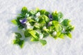 Clearing of the first spring snowdrops made of handmade soap