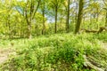 Clearing in the forest covered with garlic mustard in the spring during sunrise