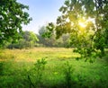 Clearing in the forest