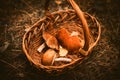 In a clearing in the forest there is a wicker basket with mushrooms and autumn leaves. Mushroom picking in autumn