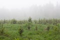 A clearing in the forest where small trees, saplings, low bushes grow, morning fog and through the fog you can see the