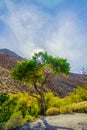 Lonely tree surrounded by tree brush and sun shinning through tree under a blue sky with mountains Royalty Free Stock Photo