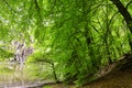 Clearing in german forrest lake and rock