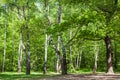 Clearing in green oak and birch grove in sunny day