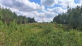 A clearing has been cut down in the forest, along which a high-voltage power line is laid on concrete pillars. Over time, young tr Royalty Free Stock Photo