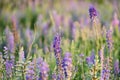 A clearing with wild blue lupines in the rays of the setting sun. Selective focus Royalty Free Stock Photo