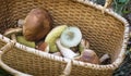 Various mushrooms in a large wicker basket .