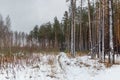 A clearing in the woods in the winter in the wild place. Royalty Free Stock Photo