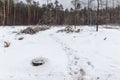 A clearing in the woods in the winter in the wild place. Royalty Free Stock Photo