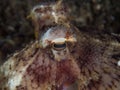 Unknown species of coconut octopus Royalty Free Stock Photo