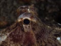 Unknown species of coconut octopus Royalty Free Stock Photo