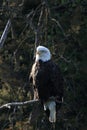 Mighty Bald Eagle perched on a tree limb Royalty Free Stock Photo