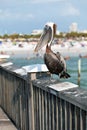 Clearwater Beach Florida Pelican Royalty Free Stock Photo