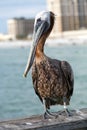 Clearwater Beach Florida Pelican Royalty Free Stock Photo