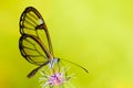 Butterfly on flower. Clearwing butterfly with transparent `glass` wings Greta oto closeup sitting drinking nectar purple flower Royalty Free Stock Photo